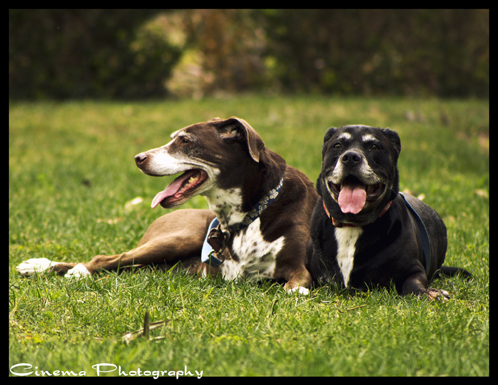 Kids, Family & Pets